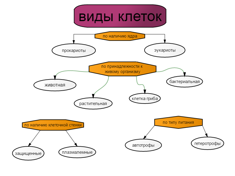 Виды Клеток Фото